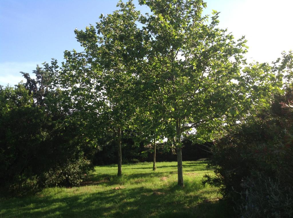 בית הארחה קרבוניפרה 	Agriturismo La Fattoria Del Mortelliccio מראה חיצוני תמונה