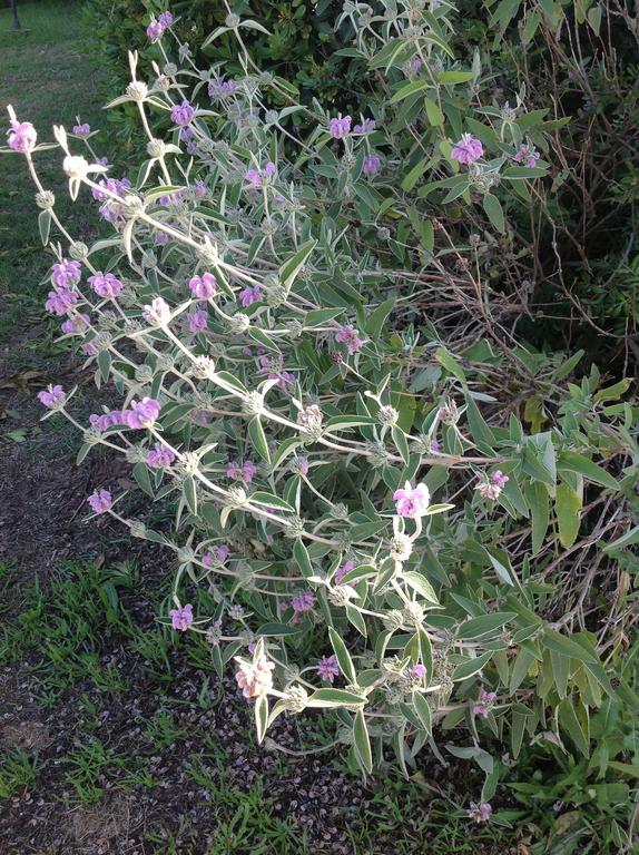 בית הארחה קרבוניפרה 	Agriturismo La Fattoria Del Mortelliccio מראה חיצוני תמונה